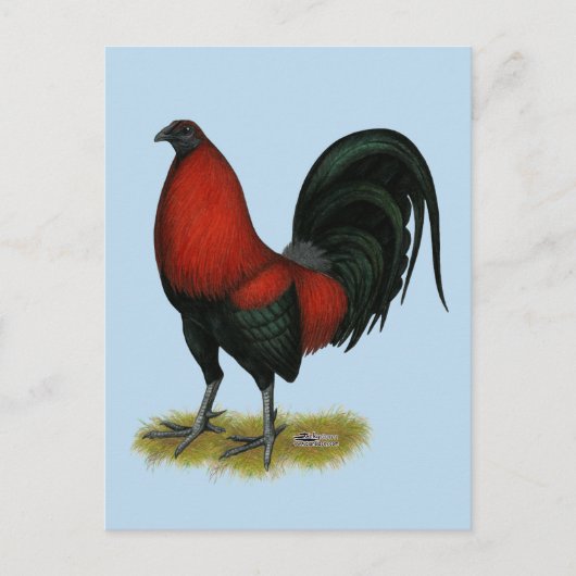 Carte Postale Coq Rouge Noir de Combat Américain BB (Devant)