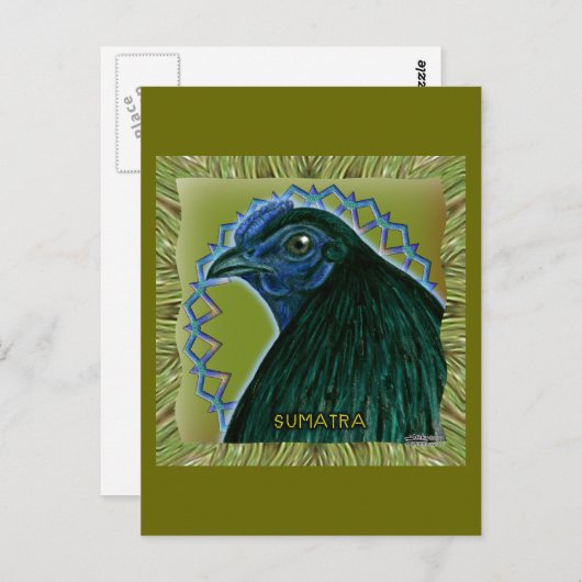 Carte Postale Coq Sumatra encadré (Devant / Derrière)