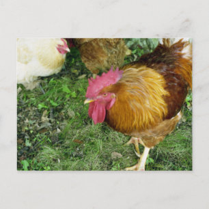 Carte Postale Coq sur le rôdeur