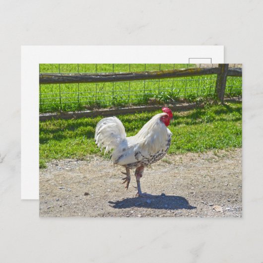 Carte Postale Coq Traversant la route sur une ferme du Vermont (Devant / Derrière)
