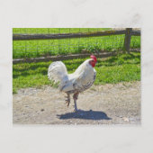 Carte Postale Coq Traversant la route sur une ferme du Vermont (Devant)