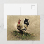 Carte Postale Coq vintage dans l'herbe (Devant / Derrière)