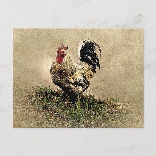 Carte Postale Coq vintage dans l'herbe (Devant)