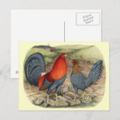 Carte Postale Coqs américains bleus rouges (Devant / Derrière)