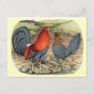 Carte Postale Coqs américains bleus rouges