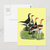 Carte Postale Coqs de Combat Moderne (Devant / Derrière)