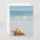 Carte Postale Coque Conch Sur La Plage | Floride, Saint-Pétersbo (Devant / Derrière)