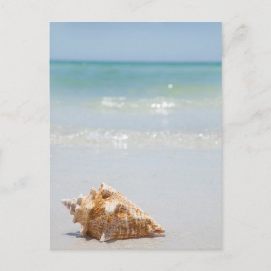 Carte Postale Coque Conch Sur La Plage | Floride, Saint-Pétersbo (Devant)