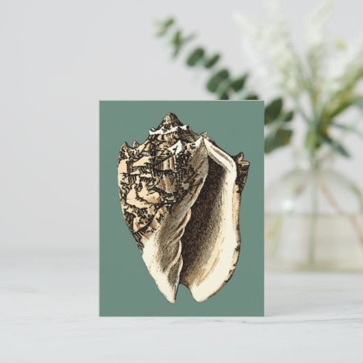 Carte Postale Coque conique turquoise (Debout devant)