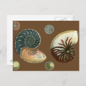 Carte Postale Coque de cacao (Devant / Derrière)