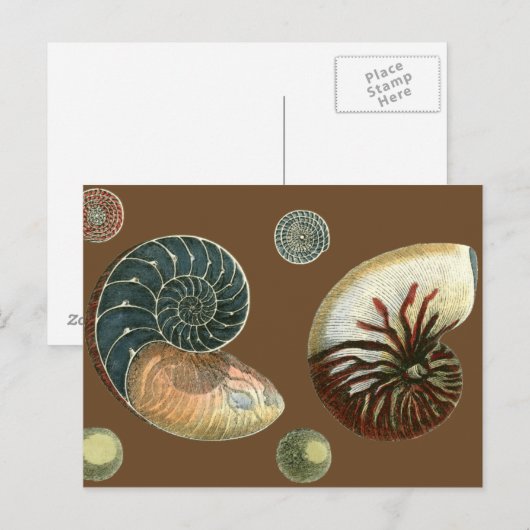 Carte Postale Coque de cacao (Devant / Derrière)