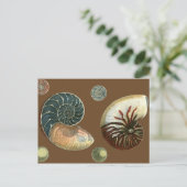 Carte Postale Coque de cacao (Debout devant)