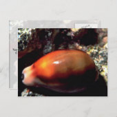 Carte Postale Coque de châtaignes (Cypraea spadicea) (Devant / Derrière)
