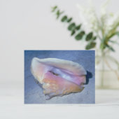 Carte Postale Coque Queen (Strombus gigas) Shell (Debout devant)