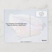 Carte Postale Coque Queen (Strombus gigas) Shell (Dos)