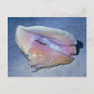 Carte Postale Coque Queen (Strombus gigas) Shell
