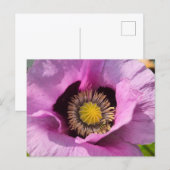 Carte Postale Coquelicot et un insecte (Devant / Derrière)
