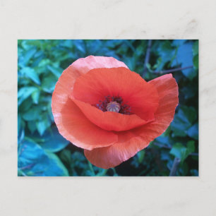 Carte Postale Coquelicot rouge toscan.