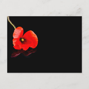 Carte Postale Coquelicot rouge unique sur fond noir