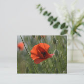 Carte postale - Coquelicot sauvage rouge (Debout devant)