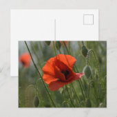 Carte postale - Coquelicot sauvage rouge (Devant / Derrière)