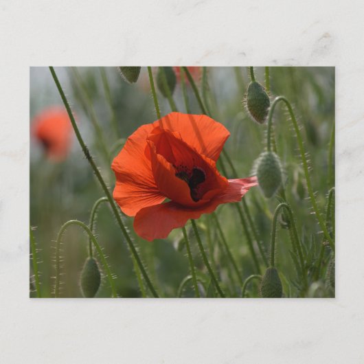 Carte postale - Coquelicot sauvage rouge (Devant)