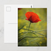Carte postale Coquelicot simple (Devant / Derrière)