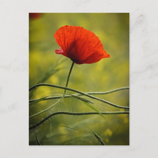 Carte postale Coquelicot simple (Devant)