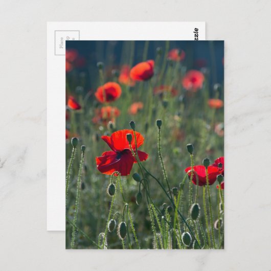 Carte Postale Coquelicots (Devant / Derrière)
