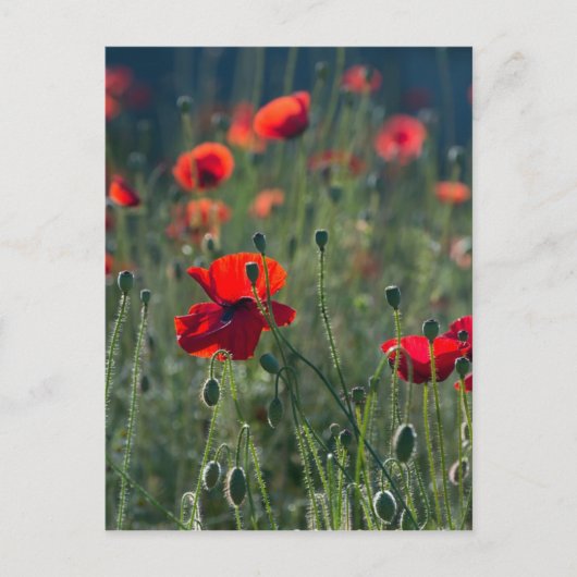 Carte Postale Coquelicots (Devant)