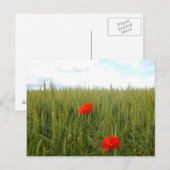 Carte postale Coquelicots dans un champ de blé (Devant / Derrière)