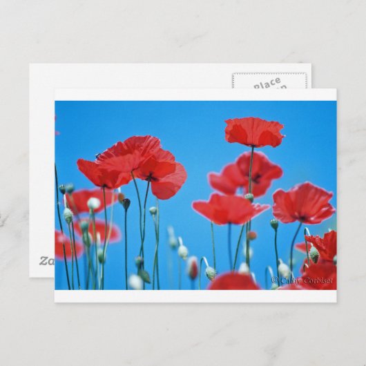 Carte Postale Coquelicots de Provence (Devant / Derrière)