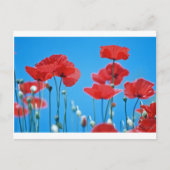 Carte Postale Coquelicots de Provence (Devant)