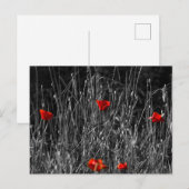 Carte postale - Coquelicots de solitude rouge (Devant / Derrière)
