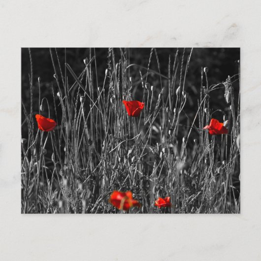 Carte postale - Coquelicots de solitude rouge (Devant)