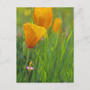 Carte Postale coquelicots dorés de Californie dans un champ vert