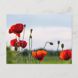 Carte postale - Coquelicots en contre-jour