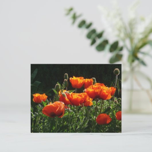 Carte postale Coquelicots orange (Debout devant)