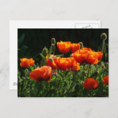 Carte postale Coquelicots orange (Devant / Derrière)