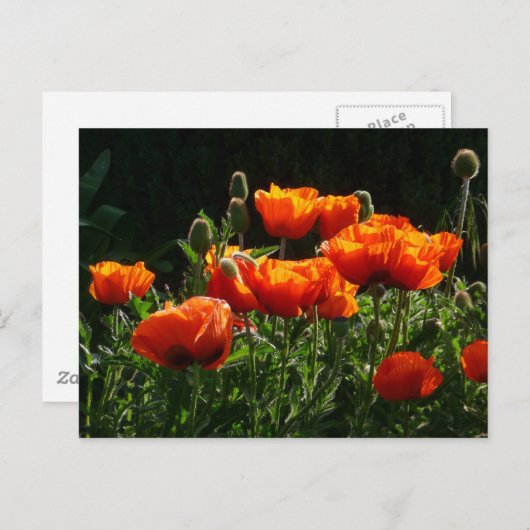 Carte postale Coquelicots orange (Devant / Derrière)