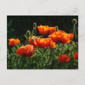 Carte postale Coquelicots orange (Devant)