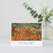 Carte Postale Coquelicots sous des oliviers en Toscane, Italie (Debout devant)