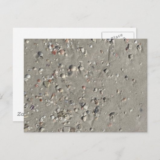 Carte Postale Coques (Devant / Derrière)