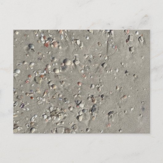 Carte Postale Coques (Devant)