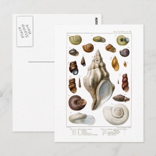 Carte Postale Coques (Devant / Derrière)