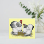 Carte Postale Coques :  Bantams colombiens (Debout devant)