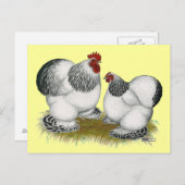 Carte Postale Coques :  Bantams colombiens (Devant / Derrière)