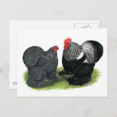 Carte Postale Coques :  Crayon argent (Devant / Derrière)