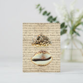 Carte Postale Coques de cowrie (Debout devant)