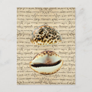Carte Postale Coques de cowrie